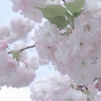 罗江福瑞交流群